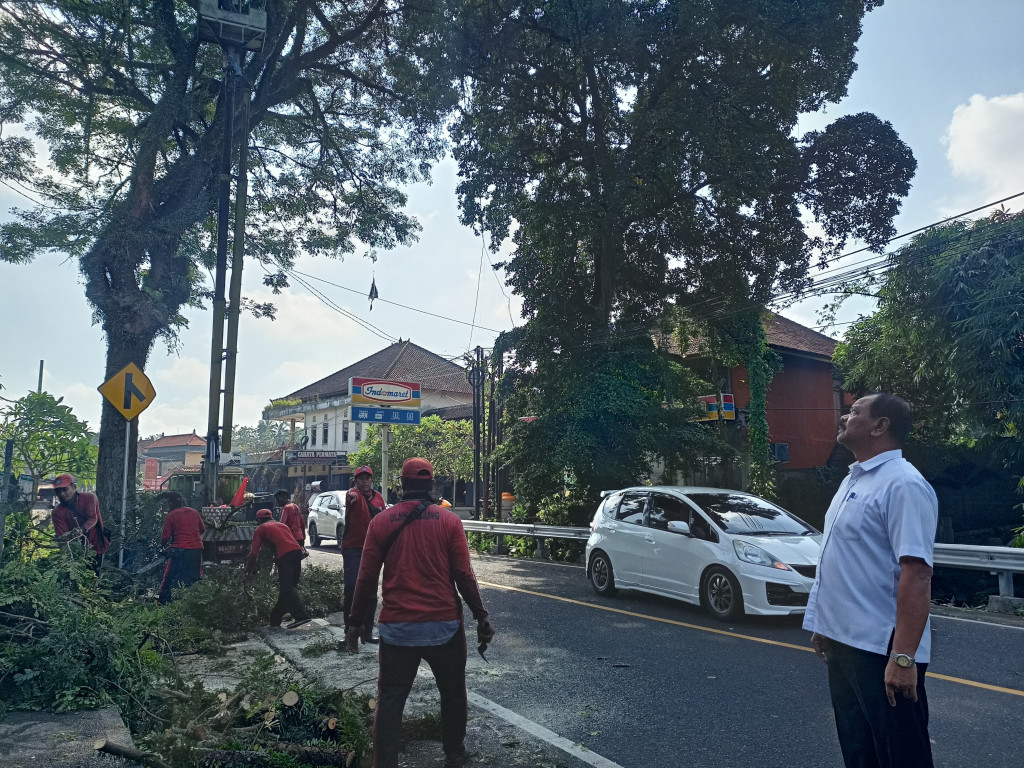 Pemangkasan Pohon Yang Berpotensi Membahayakan di Depan Kantor Perbekel Sembung